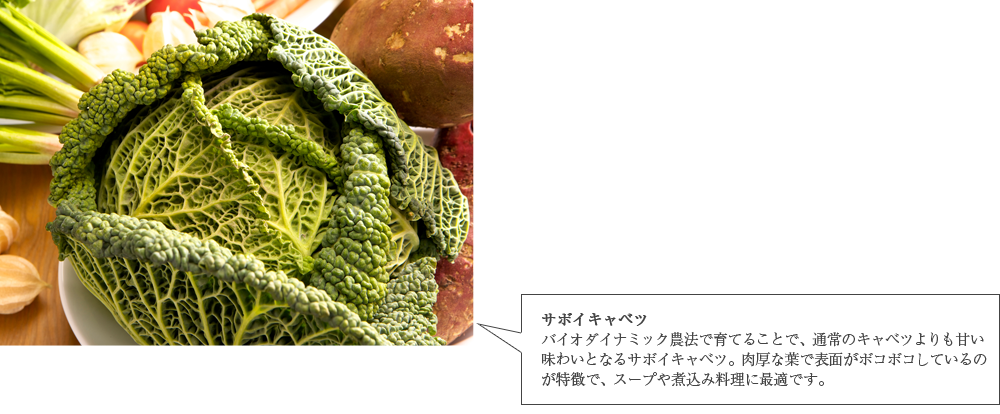 キャベツ　
